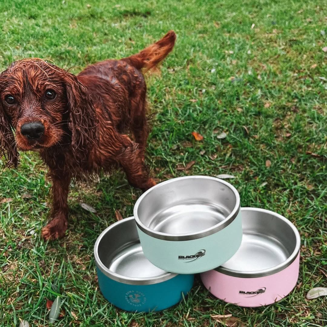 Dog-friendly outdoor seating at Blackies Cafe, Whangamatā